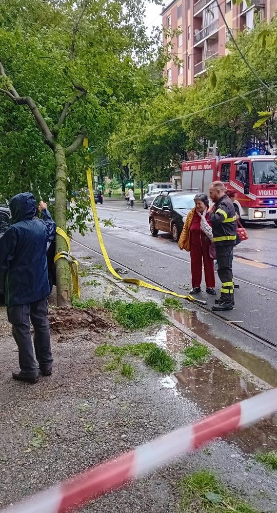 albero caduto in corso Belgio