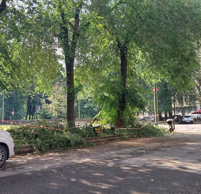 Maltempo, Deri: &quot;Un altro albero di corso Belgio caduto. Il progetto di riqualificazione per evitare questi episodi&quot;. Gli ambientalisti: &quot;Falso&quot;