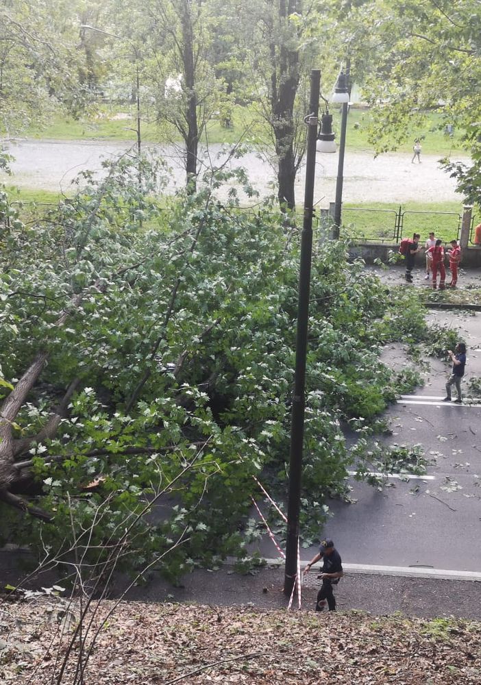 A Torino a luglio previsti 260 abbattimenti di alberi uccisi dalla siccità