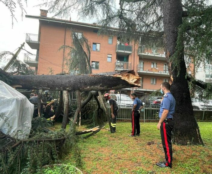 albero caduto