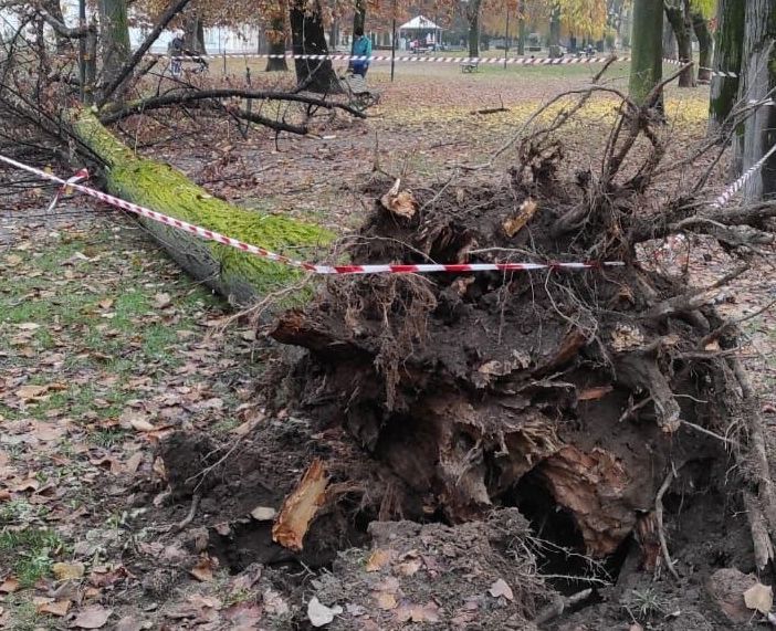 L'albero caduto al parco della Tesoriera