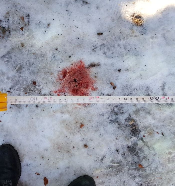 Crolla un albero in un'area verde di Collegno: sfiorate alcune persone