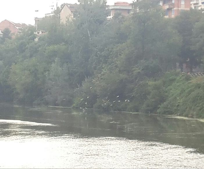 Torna il terribile Myriophyllium nel Po: domani a Torino lo sradicamento