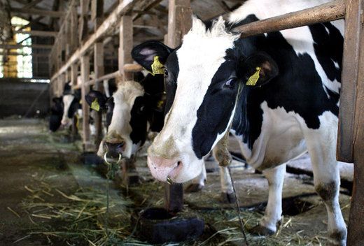 Coldiretti Piemonte: &quot;Peste suina dalla Cina: urgente obbligo di etichettatura per salumi e trasformati&quot;