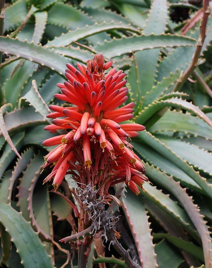 Aloe Arborescens: la ricetta di Padre Zago per la cura di diverse malattie