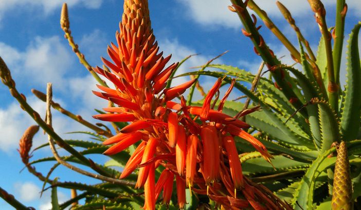 Lo sapevi che l’Aloe Arborescens è la specie botanica più pregiata al mondo? Studi e ricerche suffragano questa tesi