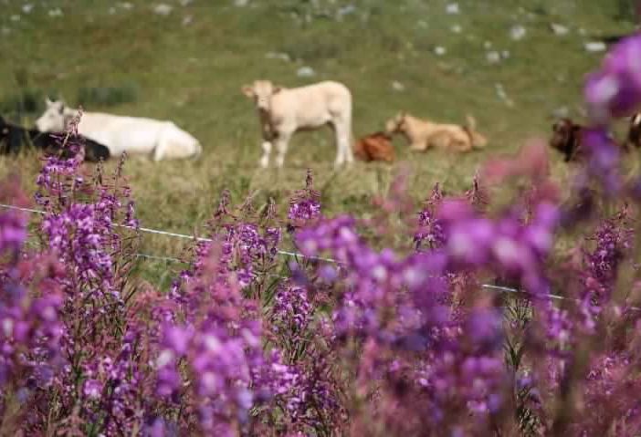 Alpeggi affittati e mai usati per ricevere premi UE: denunciati due imprenditori agricoli