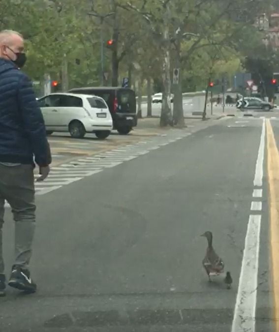 Presente un agente ad indicare la via da seguire