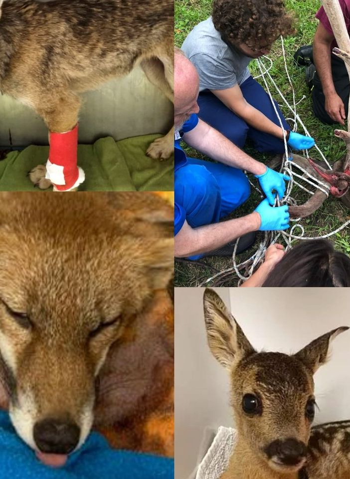 Animali selvatici in difficoltà