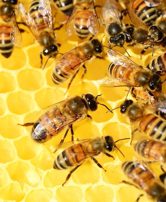 Api e vespe: la preziosità delle prime e la pericolosità delle seconde