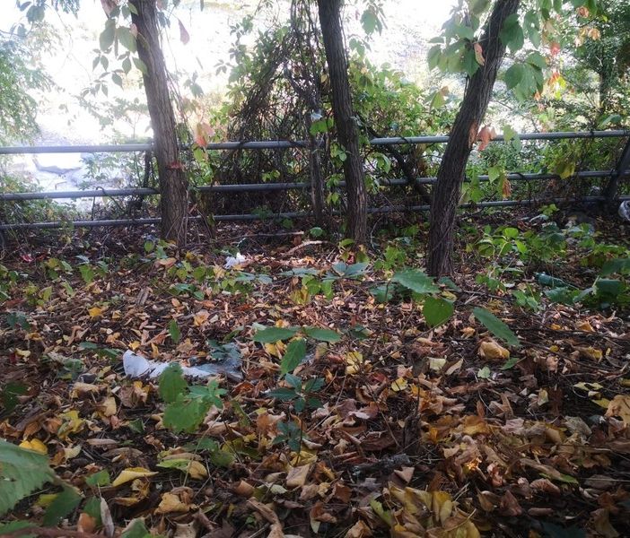Parco dell'Arrivore: due appuntamenti di pulizia e di cura del verde