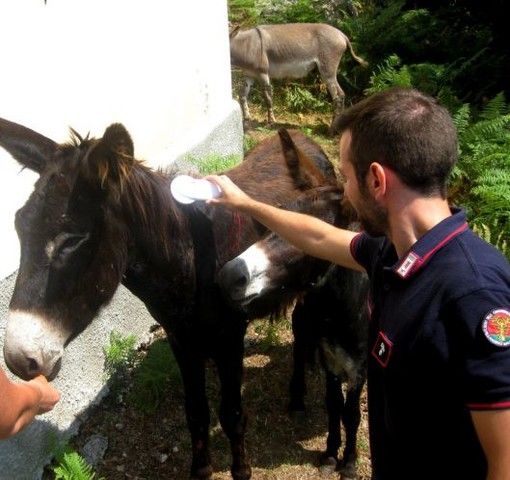 Asina ferita e denutrita, denunciata la titolare di un'azienda agricola torinese