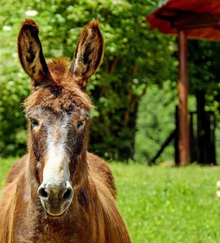 Coldiretti Piemonte – DL Rilancio: bonus baby sitter spendibile anche nelle fattorie didattiche