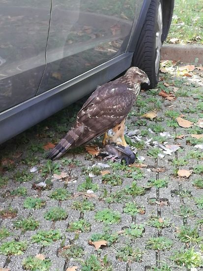 Un giovane rapace fa il “cittadino” sui cieli di Torino