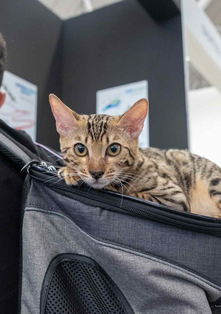 Quattrozampeinfiera torna a Torino: due giorni di eventi per gli amanti di cani e gatti