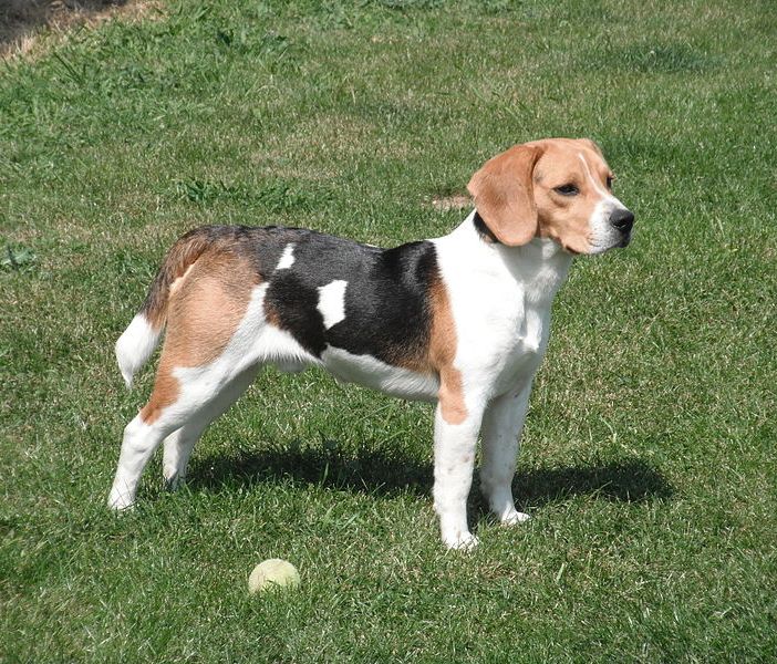 Il biometano di Acea farà correre anche i cani del canile di Pinerolo