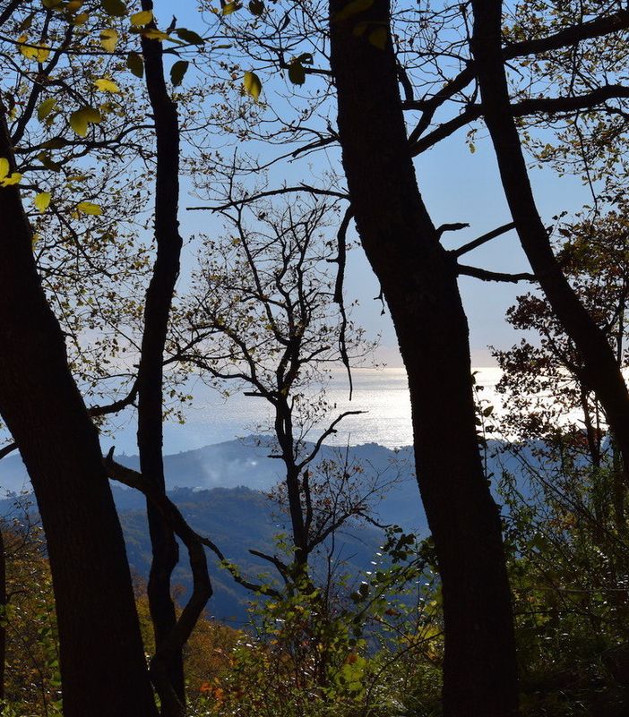 Al via i lavori di salvaguardia e cura delle piante dei parchi e boschi della collina di Torino
