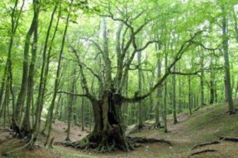 Truc Bandiera, a Rivalta un bosco per la comunità