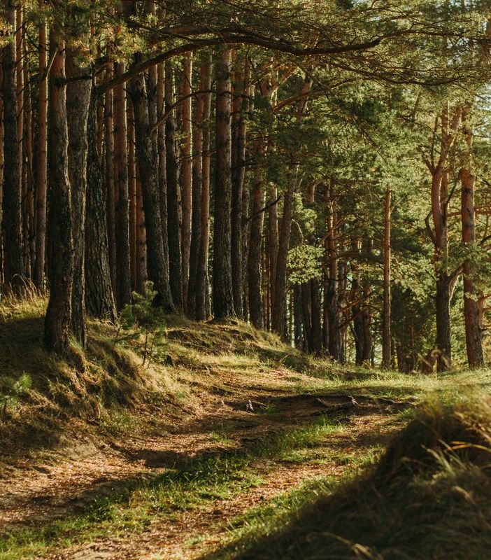 bosco e alberi