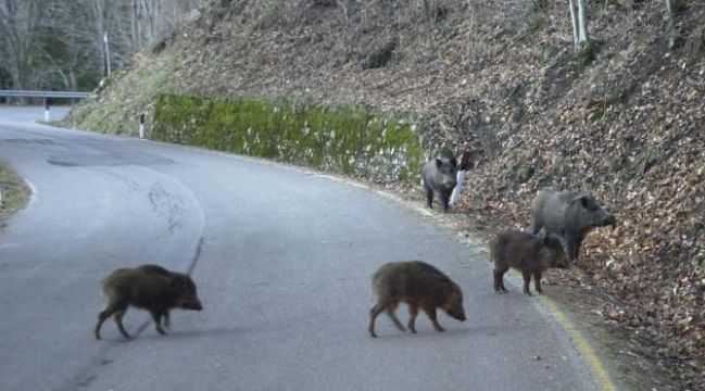 Cinghiale a spasso per San Salvario, abbattuto dai Carabinieri