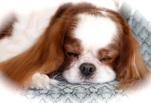 Torino: rubano in villa e portano via anche il cucciolo di cane, ritrovato in un canile