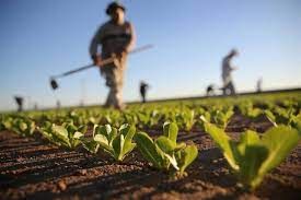 Emergenza acqua in agricoltura, Viola (Anbi): “Due settimane di tempo per salvare i raccolti”