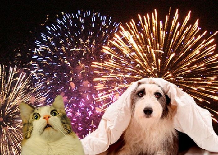 Tavolo Animali &amp; Ambiente lancia l'appello contro i botti di Capodanno