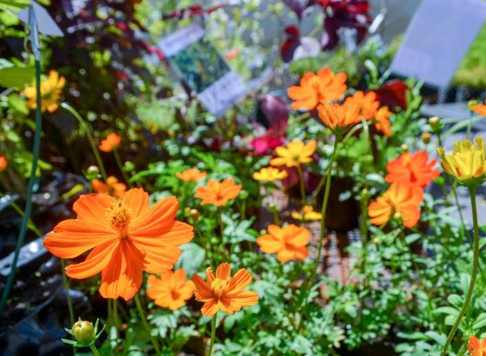 Flor Estate torna a Bardonecchia