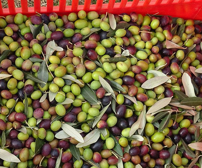 Boom di coltivazioni di olive in Piemonte, Coldiretti: &quot;Nel torinese tocca quota 33 ettari&quot;
