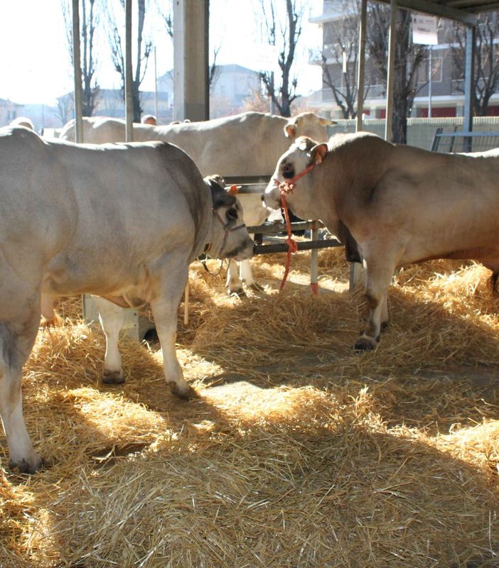 A Carmagnola, le eccellenze agricole e culinarie nella Fiera del Bovino di razza piemontese e della Giora e nella mostra mercato del Porro Lungo