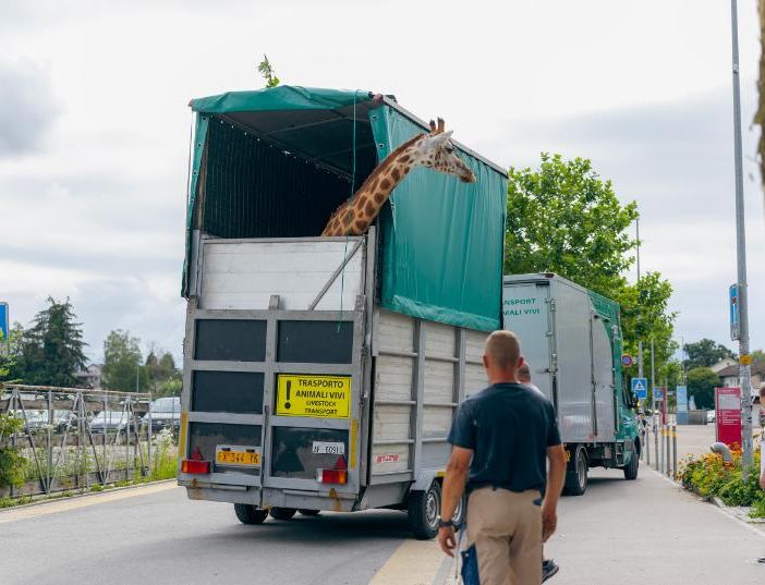 Due giraffe si traferiscono al Bioparco di Zoom: il trasporto eccezionale dalla Svizzera