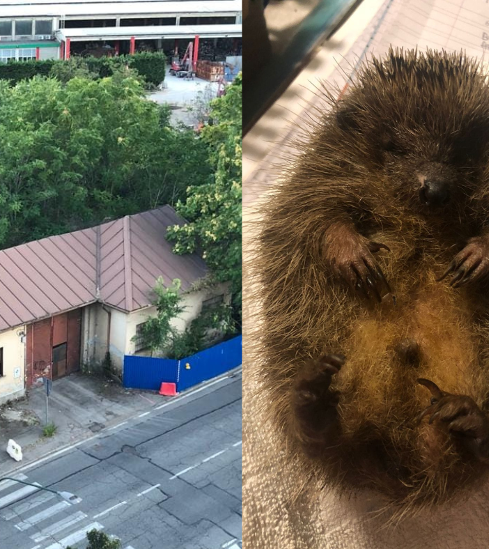 Stop alle ruspe in via Druento: si mettono in salvo ricci e animali selvatici