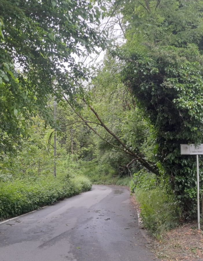 Alberi e piante cadute in collina