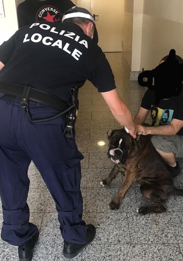 Cucciolo di boxer salvato dalla polizia a Nichelino e riconsegnato al proprietario