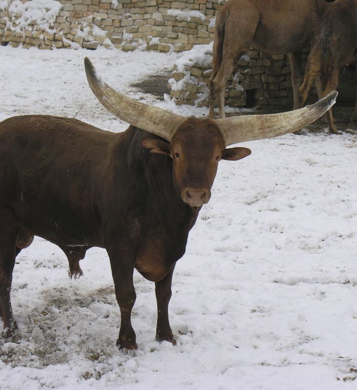 Cumiana, prima neve dell'anno anche al bioparco Zoom