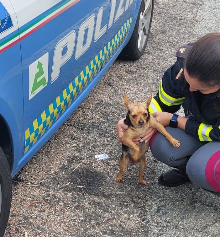 cagnolino salvato dalla Polstrada