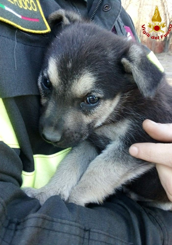 Due cuccioli restano intrappolati in una tubazione interrata: salvati dai vigili del fuoco