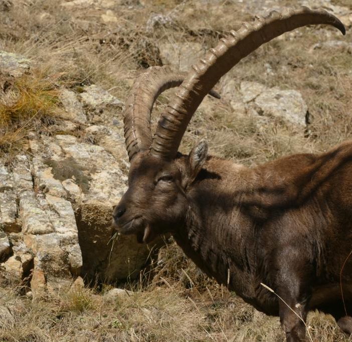 stambecco gran paradiso