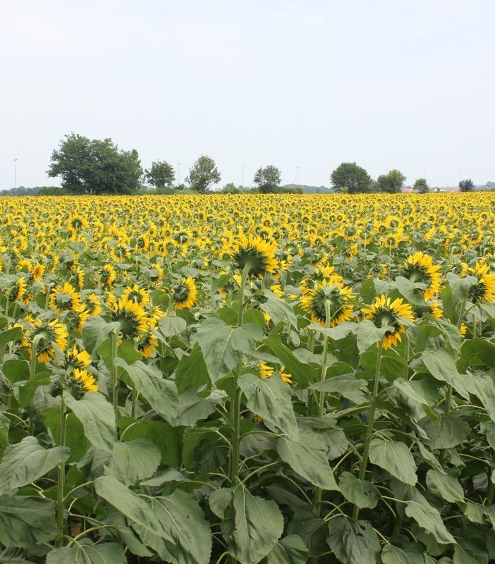 girasoli enormi campo di grugliasco