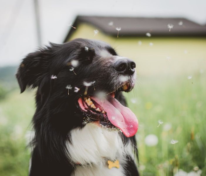 cane - foto d'archivio