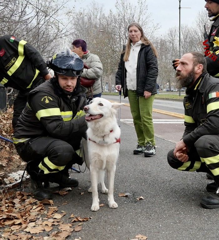 La cagnolina meticcia finisce lungo la Dora e non riesce a risalire la sponda: i vigili del fuoco la portano in salvo [FOTO E VIDEO]