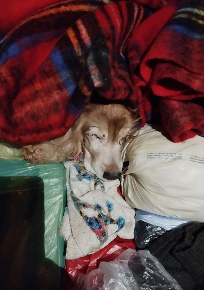 Vergogna senza limiti a Torino, un Cocker abbandonato nel cassonetto dei rifiuti