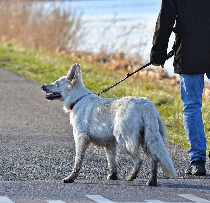 Multe in borghese per padroni maleducati: la Circoscrizione 2 contro le deiezioni canine non raccolte
