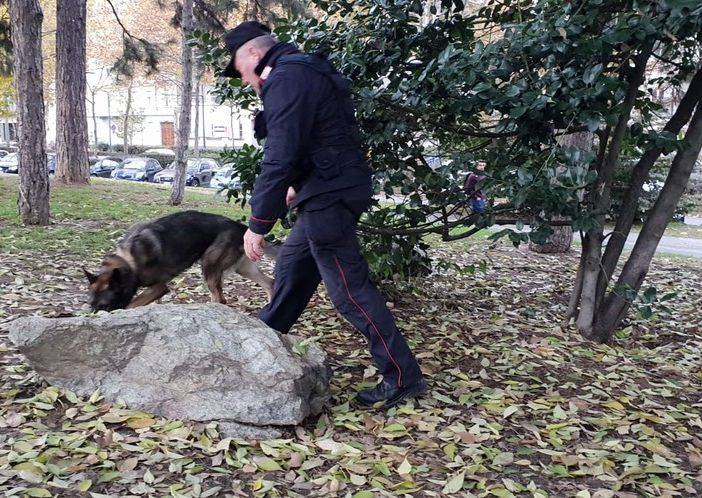 Droga, i carabinieri fermano due corrieri con 70mila euro di marijuana