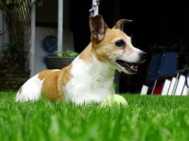 l'immagine di un cane simile a quello ritrovato nelle acque della Dora