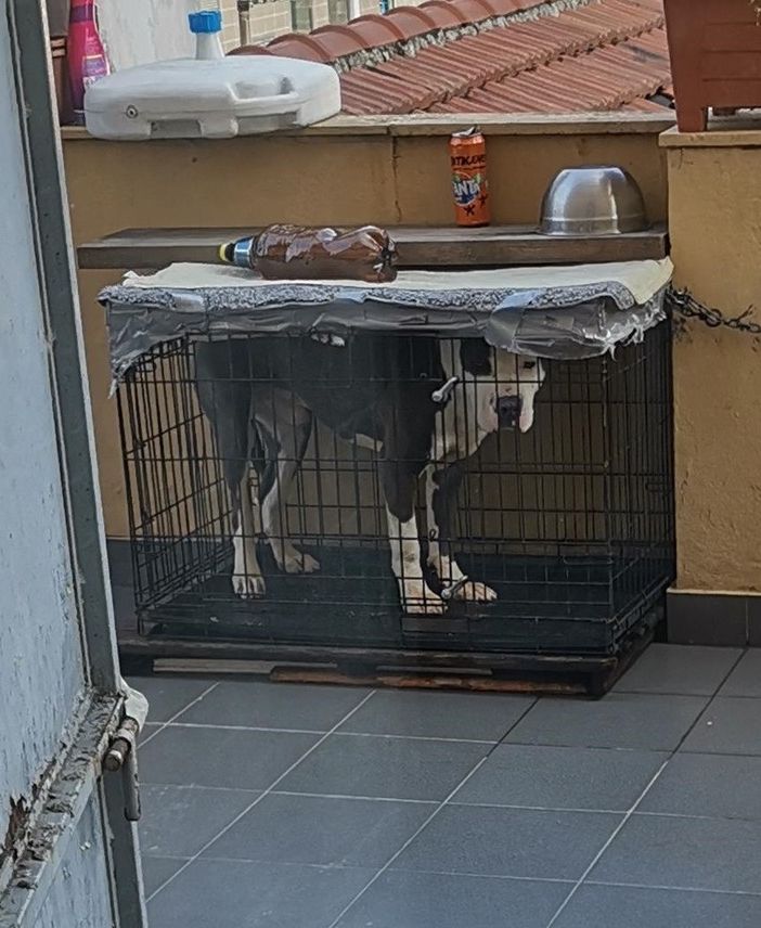 35enne torinese denunciato per maltrattamenti sul proprio cane
