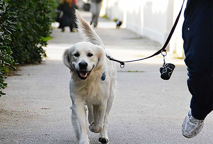 Wash Dog &quot;Le code vanitose&quot;, il lavaggio cani self service a Torino
