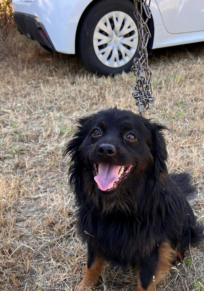 cane abbandonato nichelino