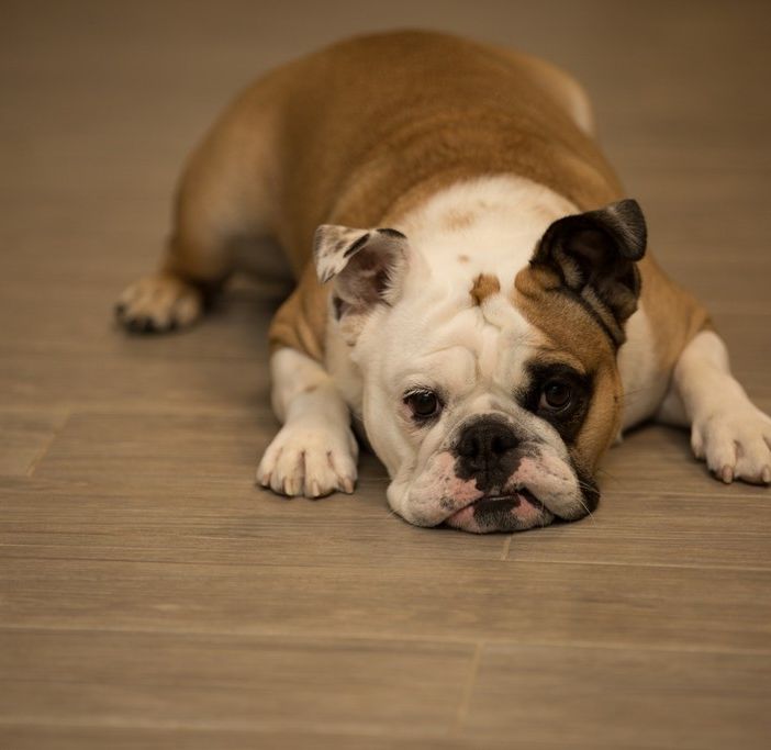 Domani a Nichelino la &quot;Festa del cane burlone&quot;