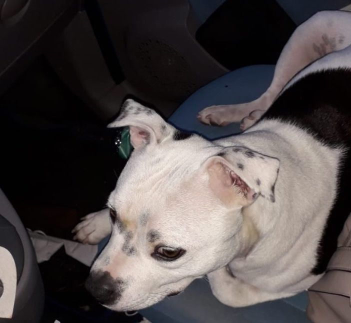 il cane ritrovato a nichelino